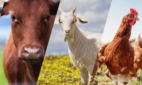 Besi Çiftliği İçin Su Arıtma Sistemleri